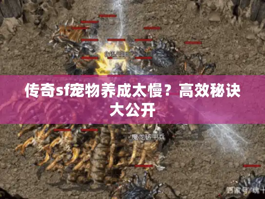 传奇sf宠物养成太慢？高效秘诀大公开