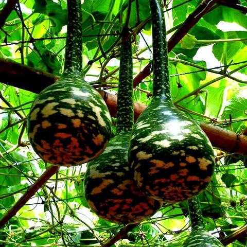 黑神话悟空全葫芦位置获取攻略