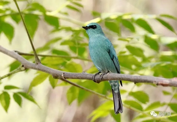 心动小镇铜蓝鹟现身！揭秘最佳观赏地