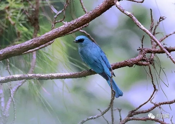 心动小镇铜蓝鹟现身！揭秘最佳观赏地