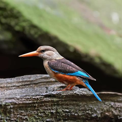 心动小镇白腰朱顶雀现身之谜