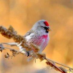 心动小镇白腰朱顶雀现身之谜