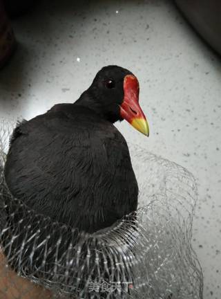 心动小镇红喉鸡鸠位置揭秘