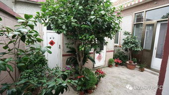 心动小镇小庭院建造教学：如何打造理想庭院？