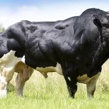 心动小镇花卉杂交秘籍：轻松杂交，培育佳品