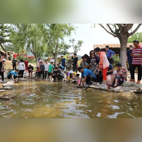 心动小镇珍稀木材获取攻略