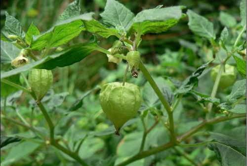 《鸣潮》灯笼果采集路线揭秘！快速找到宝藏
