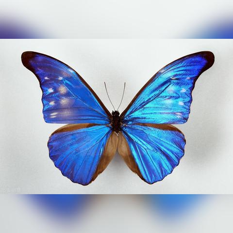 《荒野》闪光翅虫抓捕攻略！快速捕获技巧大揭秘！