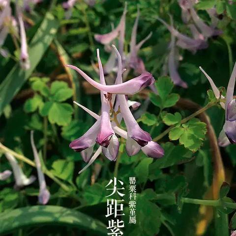 真三国无双起源金疮小草在哪找攻略