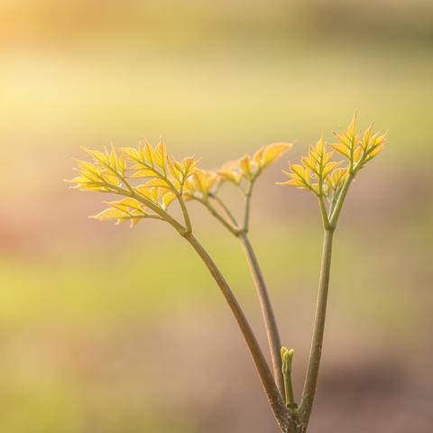 《无限暖暖》日光果采集攻略，快速获取方法！