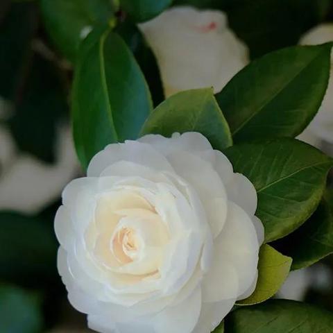 《极品飞车22》最低配置一览,如何轻松畅玩? 《极品飞车22》最低配置一览,如何轻松畅玩?