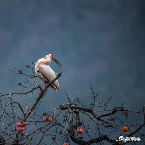 黑神话悟空魔将莲眼位置揭秘 黑神话悟空魔将莲眼位置揭秘