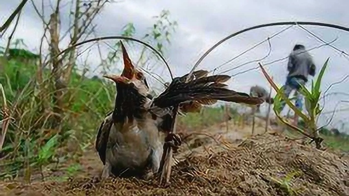 端丽翼鸟抓捕攻略,荒野狩猎技巧揭秘 端丽翼鸟抓捕攻略,荒野狩猎技巧揭秘