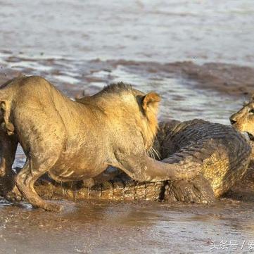 圣兽之王风环冰狮队阵容搭配秘诀