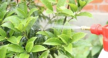 古龙药草搭配秘籍，效果揭秘！