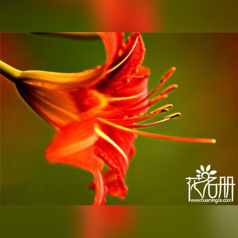 《铃兰之剑》角色塔罗语搭配，揭秘命运之谜