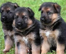 博德之门3奶德牧BD控场推荐，告别游戏困境