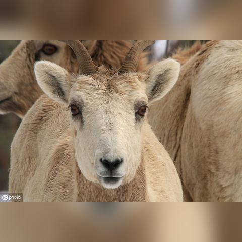 羊了个羊8月2日通关秘籍！快速通关攻略