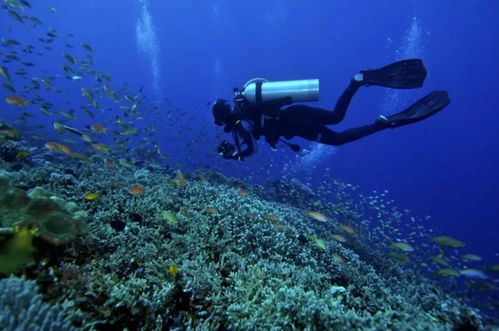 潜水员戴夫日赚15万秘诀揭秘