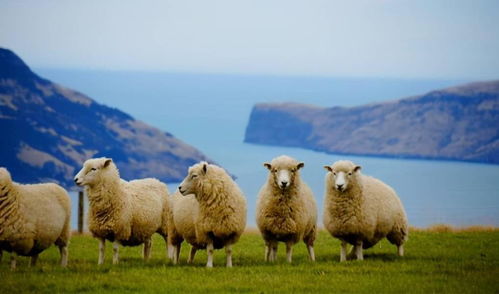 羊了个羊7月14日羊羊大世界通关秘籍！