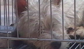 《清零2试玩：玩梗？我是好肉鸽？》