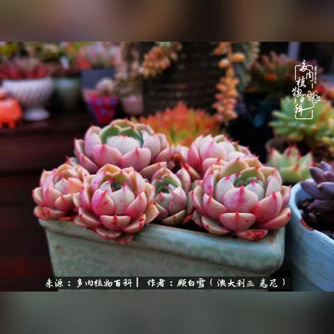 《雨中冒险：回归》评测8分！破解无止境枪雨难题