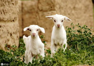 羊了个羊6月19日攻略，快速通关技巧揭秘