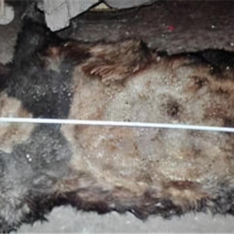 羊了个羊5月31日通关秘籍！快速通关攻略