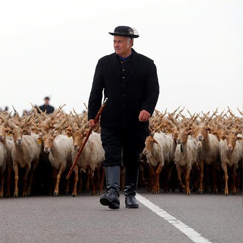 羊了个羊4月8日关卡通关策略深度剖析