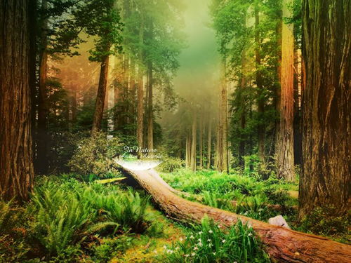 《森林之子》实用物品位置速查，告别迷路烦恼