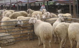 羊了个羊1月18日通关攻略！快速过关技巧揭秘