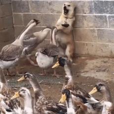 《鹅鸭杀》沙地图攻略：揭秘隐藏任务！