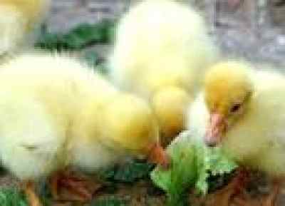 鹅鸭杀实用小Tips，轻松解决游戏痛点