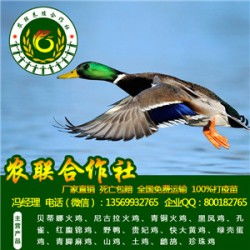 绿币用途揭秘：鹅鸭杀必看攻略