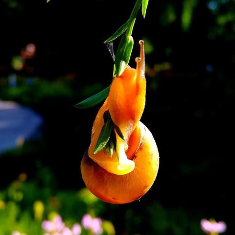 鹅鸭杀食鸟鸭玩法攻略，轻松升级！