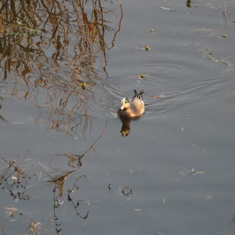 《鹅鸭杀》工程师玩法攻略：轻松上手！