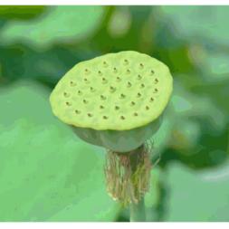 原神3.3月莲速刷攻略,快速通关秘籍 原神3.3月莲速刷攻略,快速通关秘籍