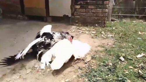 《鹅鸭杀》殡仪员玩法揭秘：殡仪员怎么玩？