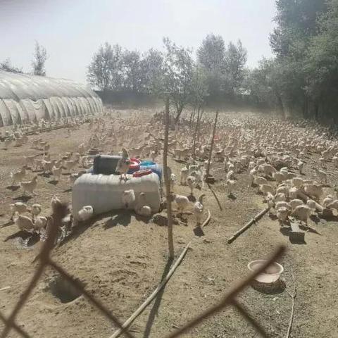 羊了个羊1月5日通关攻略，速看！破解技巧大揭秘