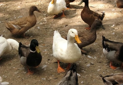 鹅鸭杀鸽子玩法技巧揭秘！快速上手攻略