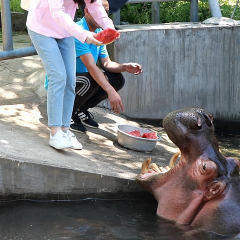 动物园之星在哪下载？安装指南