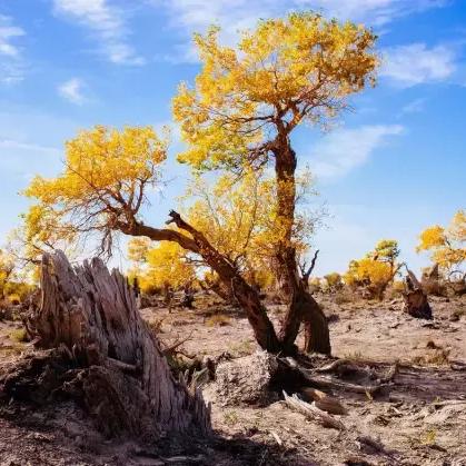 《暗黑破坏神不朽》法师秘境PVE技能搭配攻略