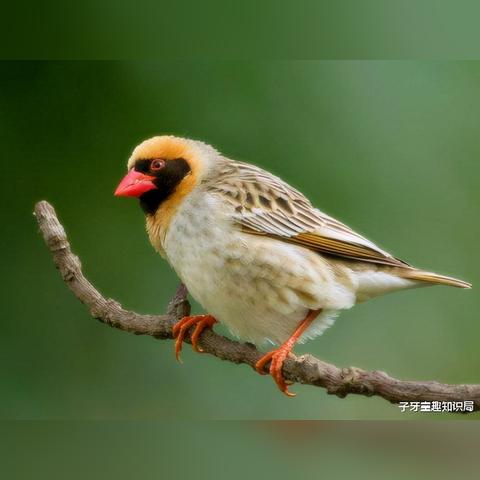 《饥荒》破解季节陷阱攻略：冬季陷阱与夏季陷阱破解技巧