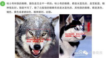 《只狼》喂狗组全流程手残党攻略视频