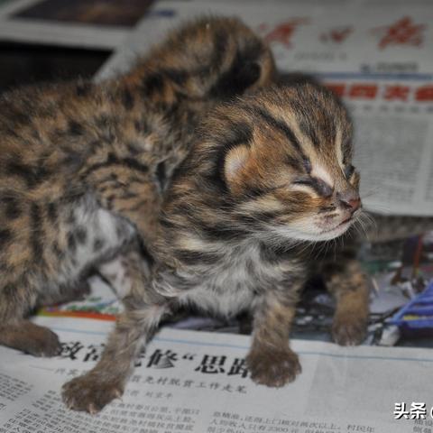 黑暗之魂3怪物图鉴：小怪特点解析