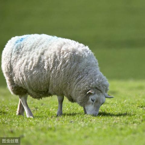 羊了个羊每日游戏次数限制 羊了个羊每日游戏次数限制