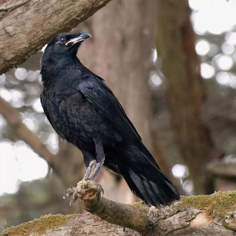 《战神诸神黄昏》奥丁渡鸦获取方法揭秘 《战神诸神黄昏》奥丁渡鸦获取方法揭秘