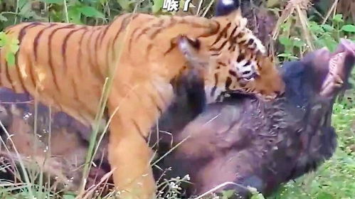 《原神》寻凶猛动物地点攻略