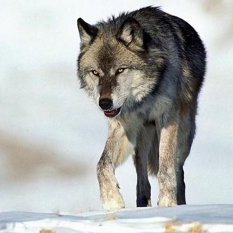 《饿狼传说》群狼之城KOL娱乐赛：揭秘幕后高光瞬间！