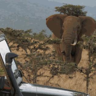 狂野星球复仇记：揭秘复仇之旅，玩法大揭秘！